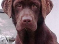 Gesundheitsuntersuchung