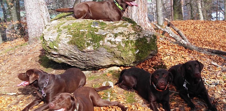 Wandertag I-Welpen – 2 Jahre alt