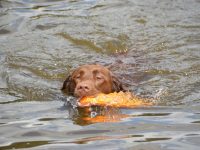 Wesenstest mit 94 von 99 Punkten bestanden