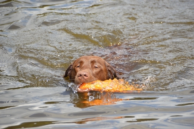 Wesenstest mit 94 von 99 Punkten bestanden