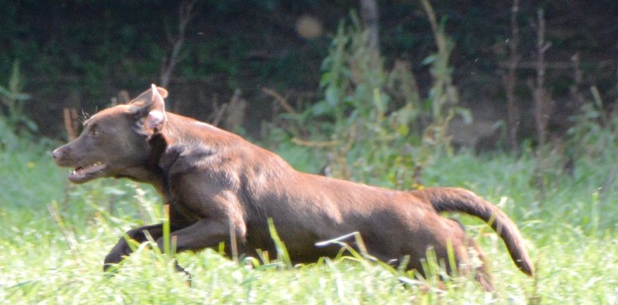 Begleithundeprüfung