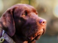 Jagdliche Brauchbarkeitsprüfung