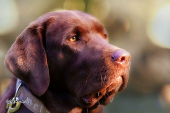 Jagdliche Brauchbarkeitsprüfung