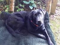 Jasmin vom Sauboden HD-A ED-frei Wesenstest vorzüglich BH-Prüfung bestanden