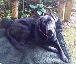 Jasmin vom Sauboden HD-A ED-frei Wesenstest vorzüglich BH-Prüfung bestanden