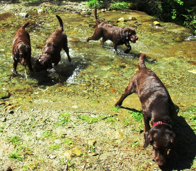 Welpentreffen – 6 Monate alt