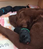 unsere Labrador Welpen sind angekommen – 3 Rüden und 7 Hündinnen aus Show- und Arbeitslinien