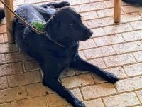 Lillyfee vom Sauboden hat die Jagdliche Brauchbarkeitsprüfung mit einem 1b Preis u 206 Punkten von 216 bestanden