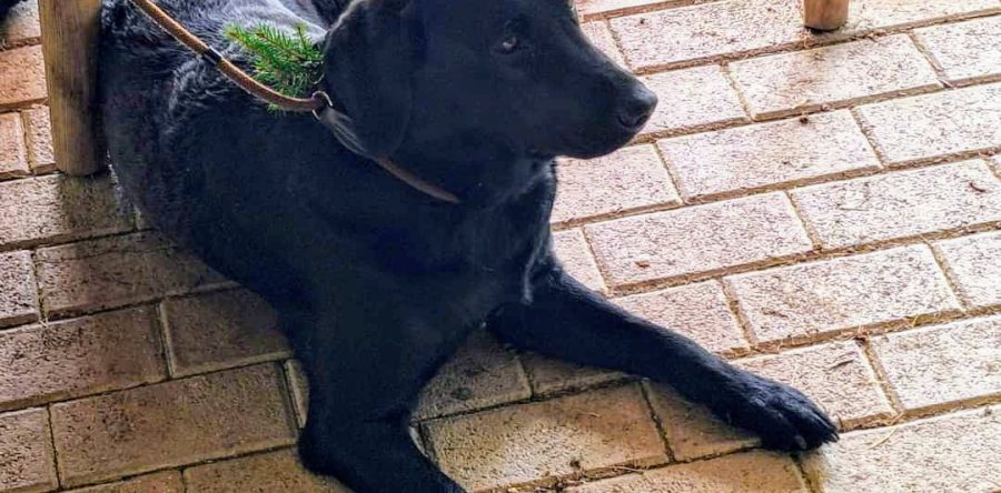 Lillyfee vom Sauboden hat die Jagdliche Brauchbarkeitsprüfung mit einem 1b Preis u 206 Punkten von 216 bestanden