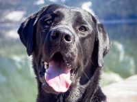 gratuliere Jason Balu vom Sauboden HP mit Verhaltenstest mit “ausgezeichnet bestanden”