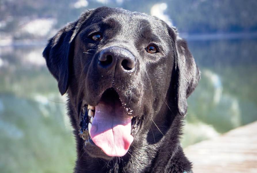 gratuliere Jason Balu vom Sauboden HP mit Verhaltenstest mit “ausgezeichnet bestanden”