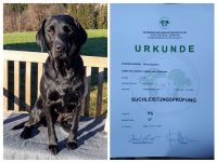 SLP (Suchleistungsprüfung) mit vorzüglich bestanden – Lillyfee vom Sauboden (mein Herzilein)