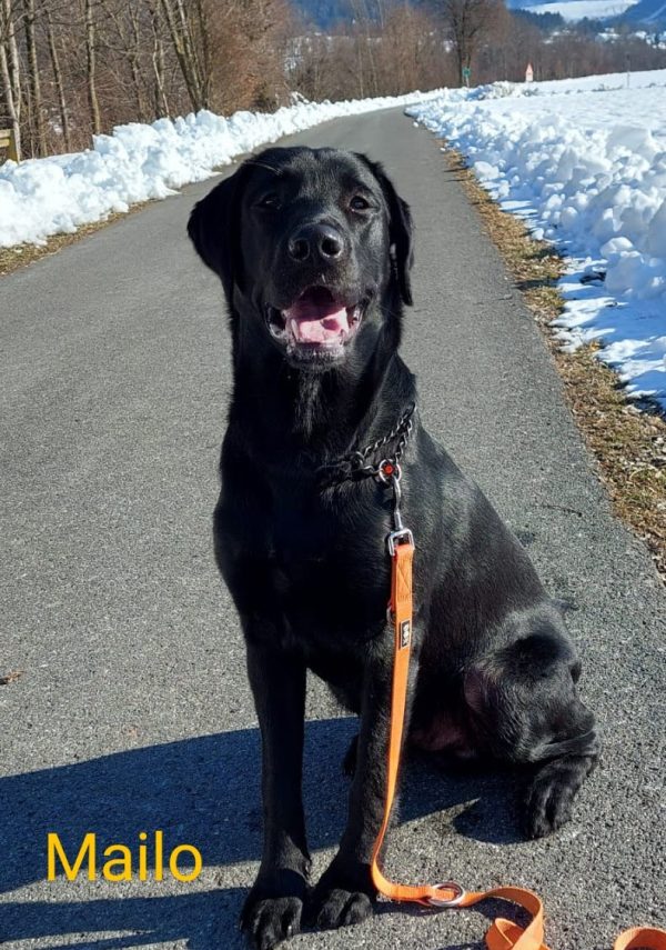 das erste Gesundheitsergebnis vom M-Wurf 2022 Mailo vom Sauboden HD-A ED-0 OCD-frei EIC-frei HNPK-frei CNM-frei