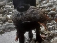 danke an alle die Röntgenuntersuchungen/Prüfungen gemacht haben: HD-A ED-frei Lucky Alf / Loki Lakota / Lilly / Mailo / Merlin vom Sauboden