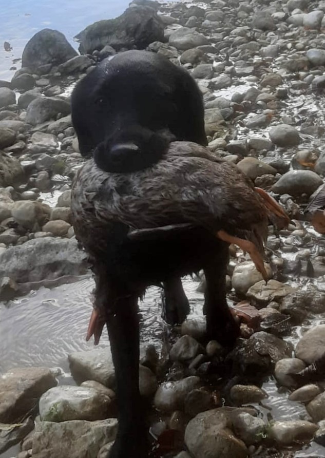 danke an alle die Röntgenuntersuchungen/Prüfungen gemacht haben: HD-A ED-frei Lucky Alf / Loki Lakota / Lilly / Mailo / Merlin vom Sauboden