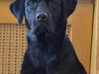 Gratulation Noha vom Sauboden 18 Monate alt hat die GAP 1 bestanden