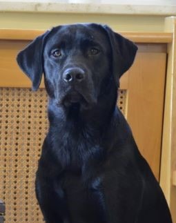 Gratulation Noha vom Sauboden 18 Monate alt hat die GAP 1 bestanden