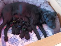 6 Rüden 2 Hündinnen geb. am 25.3.24 nach Lillyfee vom Sauboden x Int FTCH Kornay Hunting Yared Chester