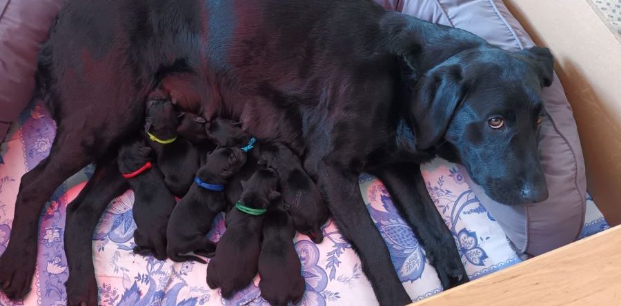 6 Rüden 2 Hündinnen geb. am 25.3.24 nach Lillyfee vom Sauboden x Int FTCH Kornay Hunting Yared Chester