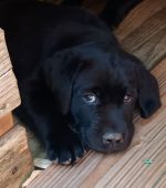 Wurfplanung Sommer 2026 Mutter wird unsere Lillyfee vom Sauboden JBP SLP RBP3 / der Vater wird noch bekannt gegeben