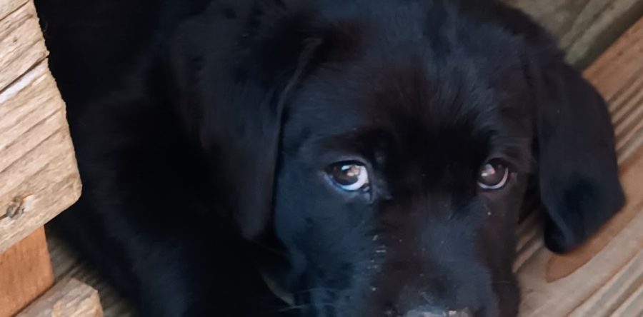 Wurfplanung Sommer 2026 Mutter wird unsere Lillyfee vom Sauboden JBP SLP RBP3 / der Vater wird noch bekannt gegeben