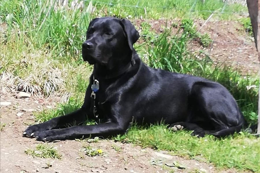 Lucky Alf vom Sauboden