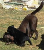 Wurfplanung Sommer 2025 Lillyfee vom Sauboden FCI x Funkylands`s Gentle Heardbreakers es werden schwarze u braune Welpen erwartet