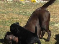 Wurfplanung Sommer 2025 Lillyfee vom Sauboden FCI x Funkylands`s Gentle Heardbreakers es werden schwarze u braune Welpen erwartet