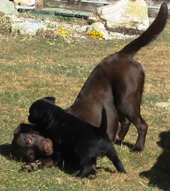 Wurfplanung Sommer 2025 Lillyfee vom Sauboden FCI x Funkylands`s Gentle Heardbreakers es werden schwarze u braune Welpen erwartet