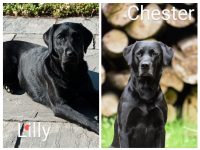 Wir erwarten Ende März 2024 schwarze Welpen nach Lillyfee vom Sauboden x int. FTCH Kornay Hunting Yared Chester genaue Infos unter Wurfplanung