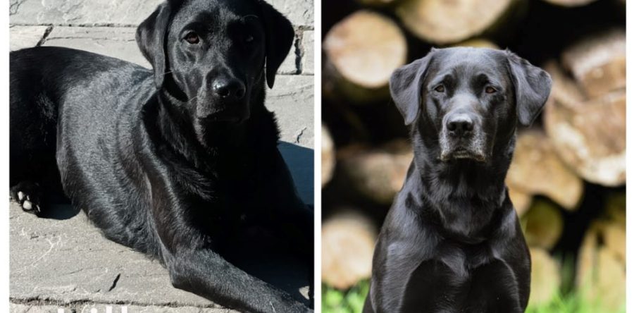 Wir erwarten Ende März 2024 schwarze Welpen nach Lillyfee vom Sauboden x int. FTCH Kornay Hunting Yared Chester genaue Infos unter Wurfplanung